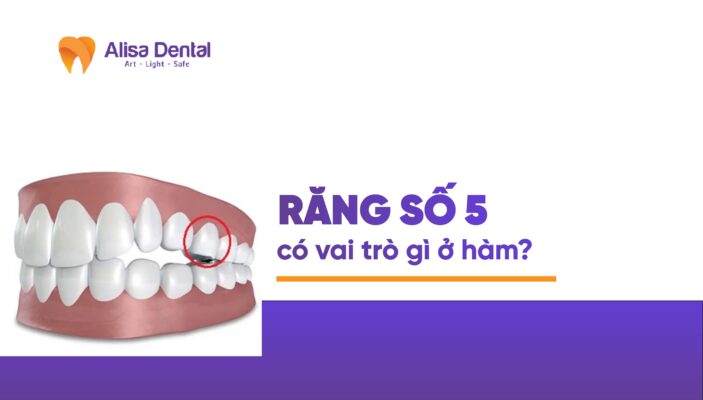 Răng số 5 có vai trò gì ở hàm?