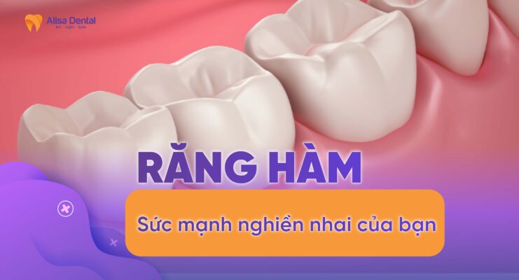 Răng hàm: Sức mạnh nghiền nhai của bạn