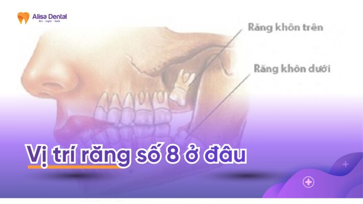 Vị trí răng số 8 ở đâu