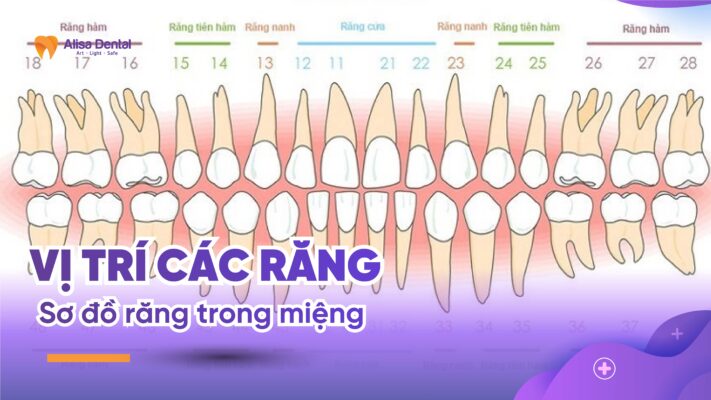 Vị trí các răng: Sơ đồ răng trong miệng